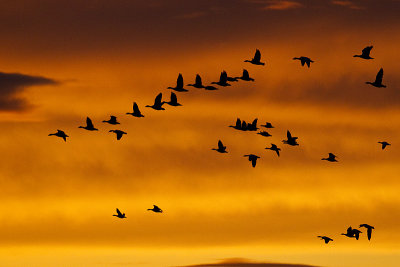 snow geese 050213_MG_1479