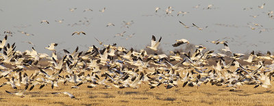 snow geese 050513_MG_4742