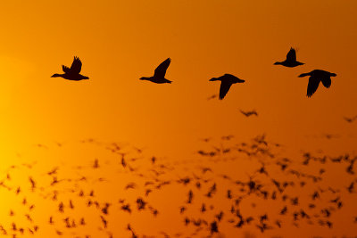 snow geese 050513_MG_5137