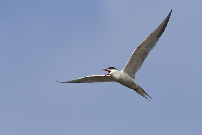 common tern 051113_MG_7262 
