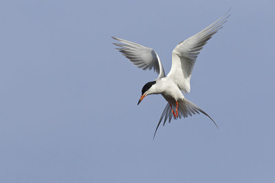 forster's tern 051313_MG_7931 