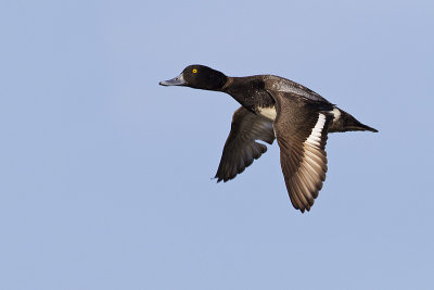 Lesser Scaup