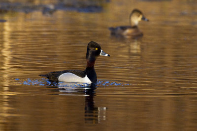 ring-necked duck 051013_MG_5832 