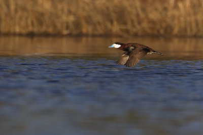 ruddy duck 051013_MG_5774 