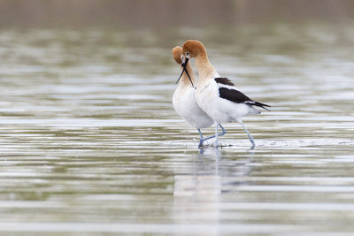 american avocets 051813_MG_8539