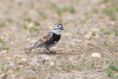 mccown's longspur 051913_MG_9341 