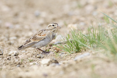 mccown's longspur 051913_MG_9385 