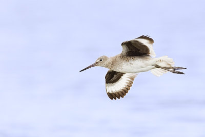 willet 051813_MG_8802 