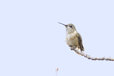 calliope hummingbird 052513_MG_0230 