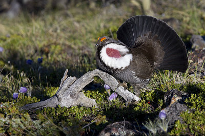 dusky grouse 052613_MG_0672 