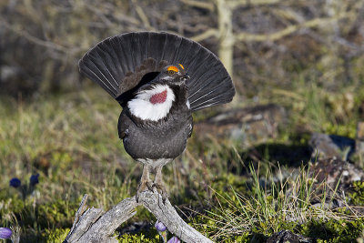 dusky grouse 052613_MG_0712 