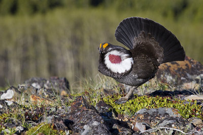 dusky grouse 052613_MG_0816 