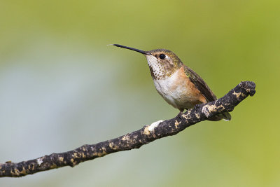 rufous hummingbird 052513_MG_0286 
