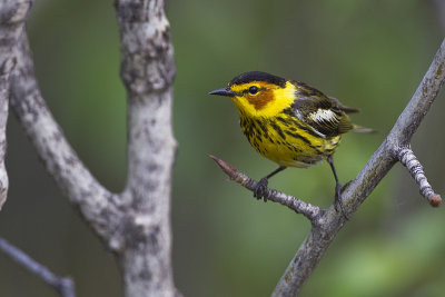 cape may warbler 060213_MG_3186 