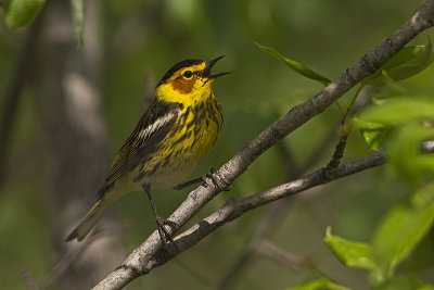 cape may warbler 060213_MG_3063 
