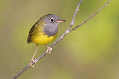 connecticut warbler 060113_MG_2057 