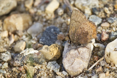 brown elfin 060213_MG_3155 