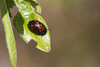 beetle 061613_MG_3332 