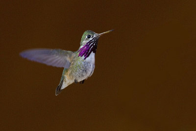 calliope hummingbird 061513_MG_3566 
