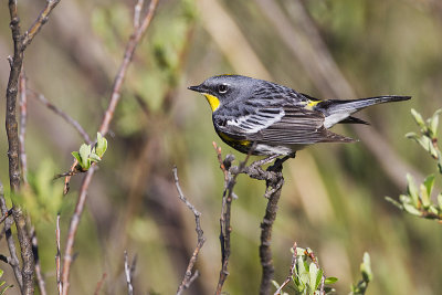 yellow-rumped warbler 061613_MG_4132