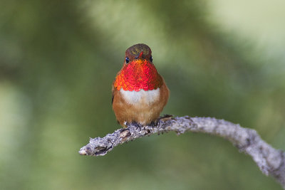 rufous hummingbird 061513_MG_3628 