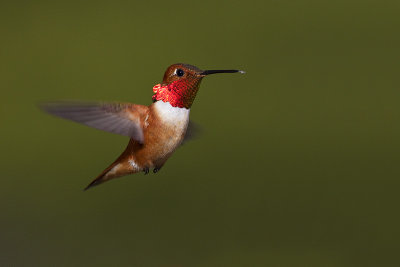 rufous hummingbird 061513_MG_3753 