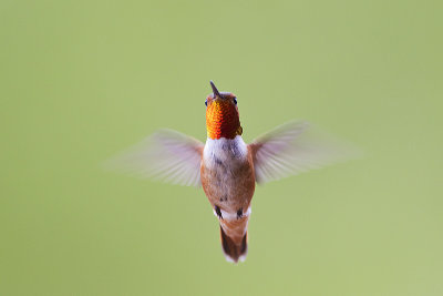 rufous hummingbird 061513_MG_4021