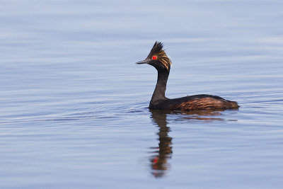 eared grebe 062213_MG_5639 