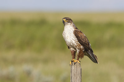 ferruginous hawk 062213_MG_6553 