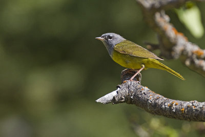 macgillivray's warbler 062313_MG_7238 