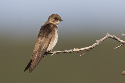 northern rough-winged swallow 062313_MG_7090 