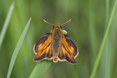 long dash skipper 061713_MG_3914