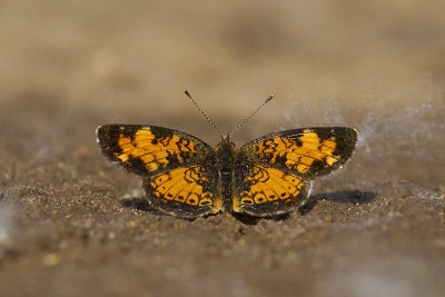 northern pearl crescent 061713_MG_4228
