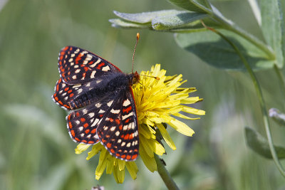 anicia checkerspot 062313_MG_5021 