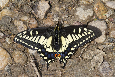 anise swallowtail 062313_MG_5166 