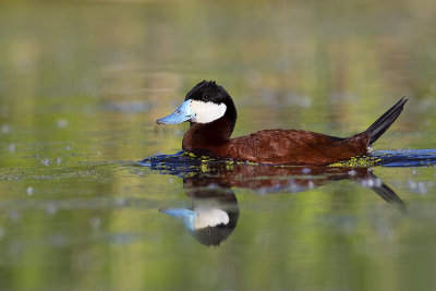 ruddy duck 062613_MG_7967 c
