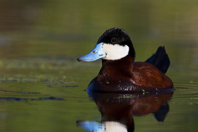 ruddy duck 062613_MG_8066 