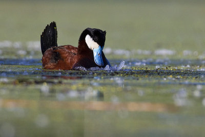 ruddy duck 062613_MG_8192 
