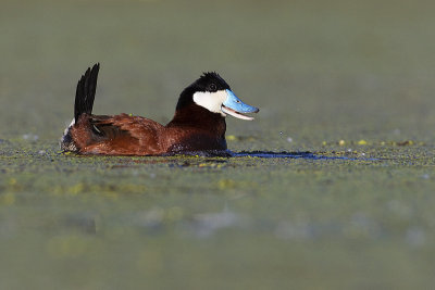 ruddy duck 062613_MG_8411 