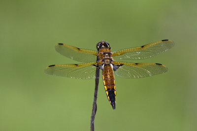 four-spotted skimmer 061713_MG_3791 