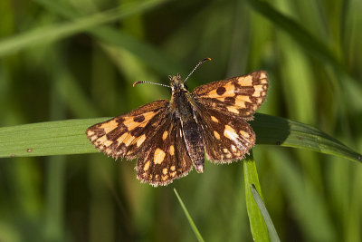 arctic skipper 062413_MG_5456