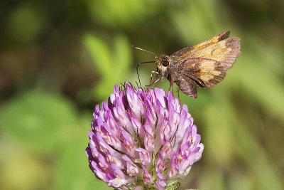 hobomok skipper 062813_MG_5722
