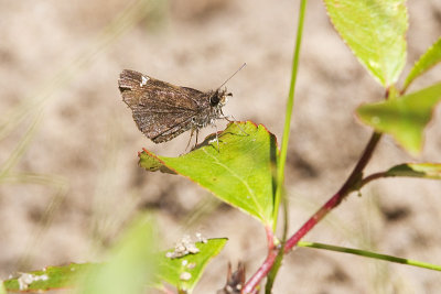 roadside skipper 070113_MG_9418