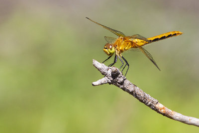 cherry-faced meadowhawk 070113_MG_9441 