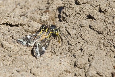 wasp and moth prey 070113_MG_9272 