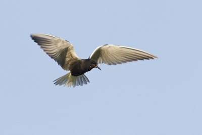 black tern 070813_MG_1063 