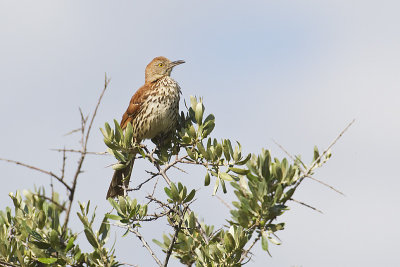 Brown Thrashers