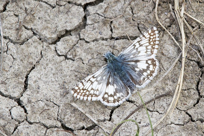checkered skipper 070613_MG_6043