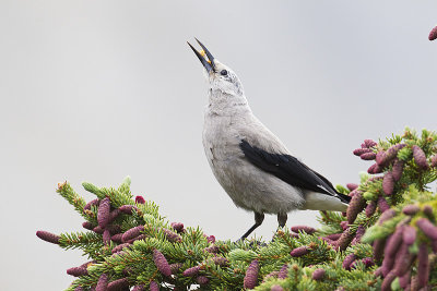 clark's nutcracker 071313_MG_2556 