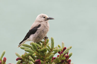 clark's nutcracker 071313_MG_2613 